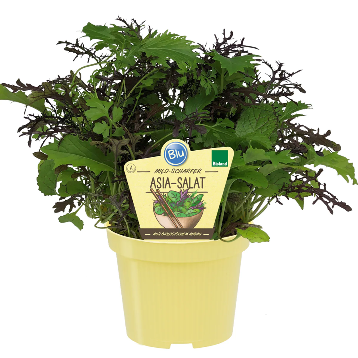 Bio Asia-Salat - Image 2