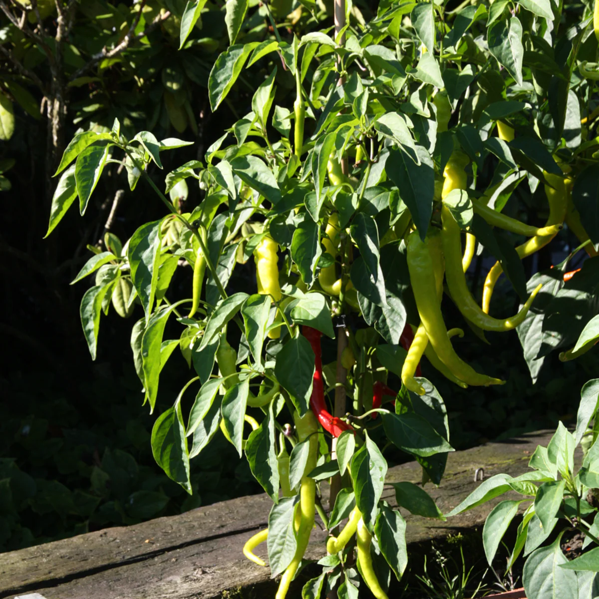 Bio Chili 'Milder Spiral' - Image 3