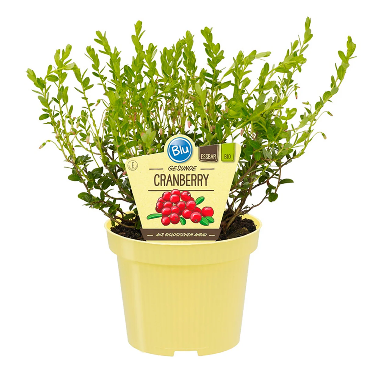 Bio Cranberry - Image 2