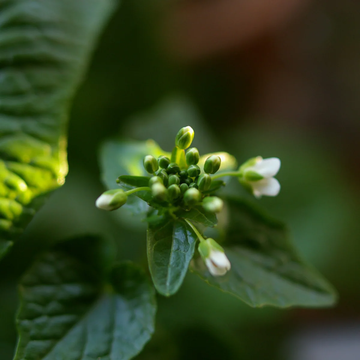 Bio echter Wasabi - Image 3