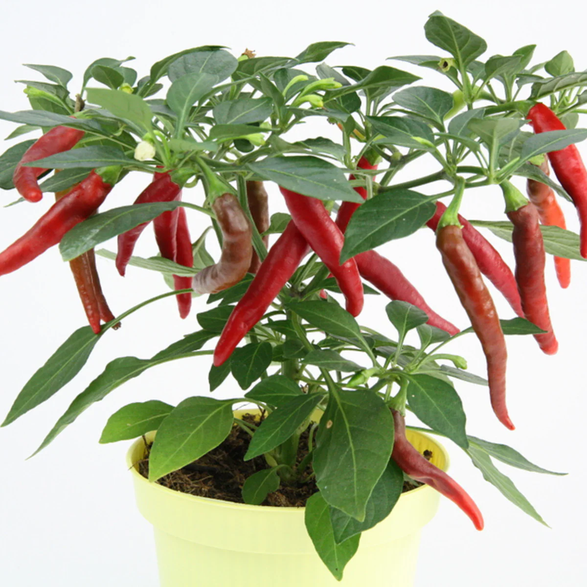 Bio Flambiños - Image 3