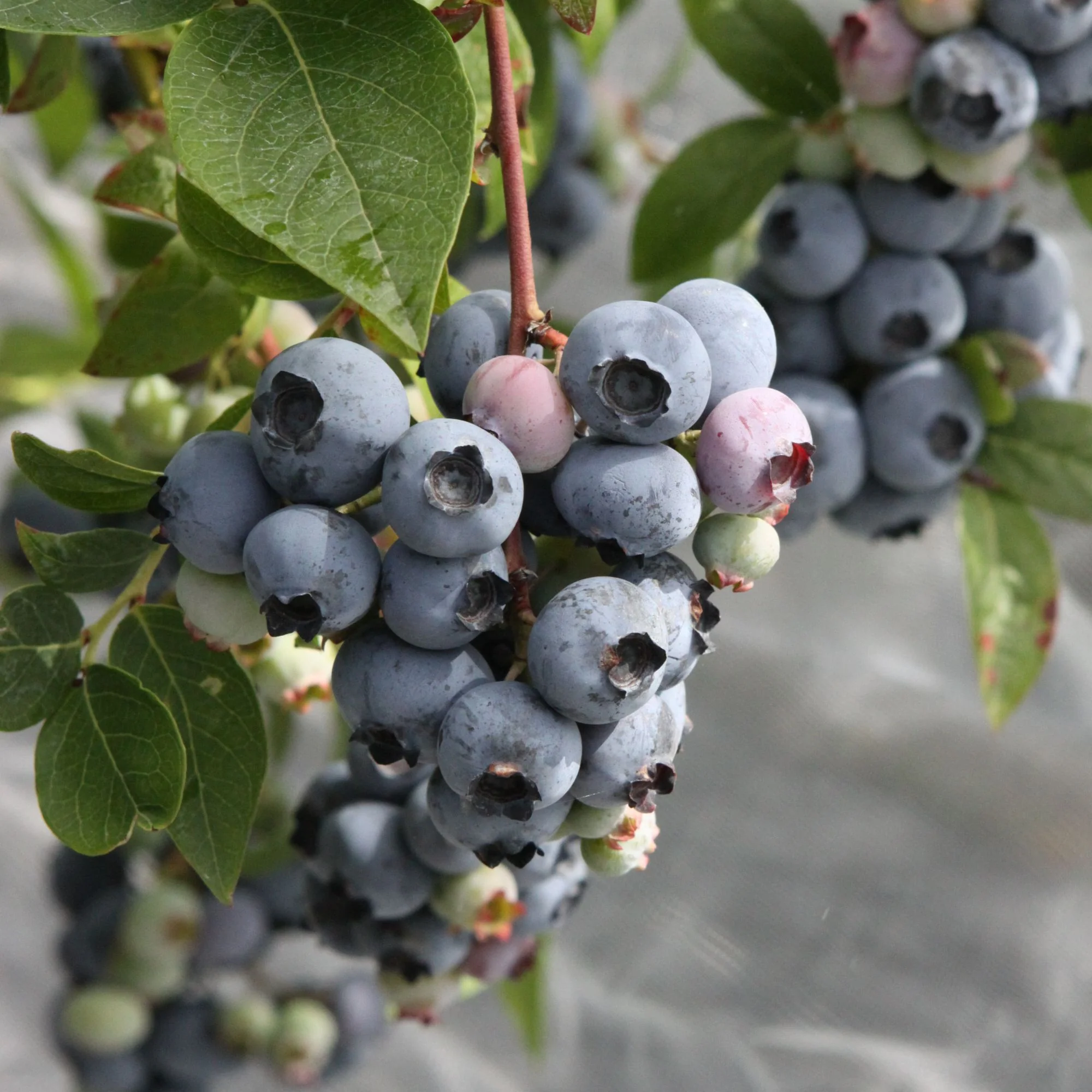 Bio Heidelbeere 'Blueroma®'