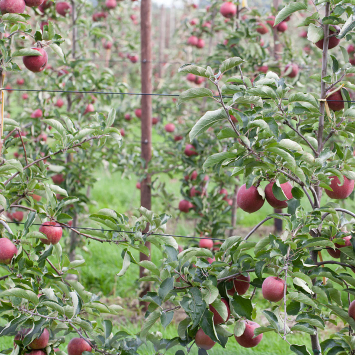 Bio Herbstapfel 'Jonagold' - Image 2