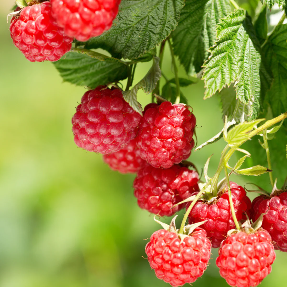 Bio Himbeere 'TwoTimer®Sugana®'