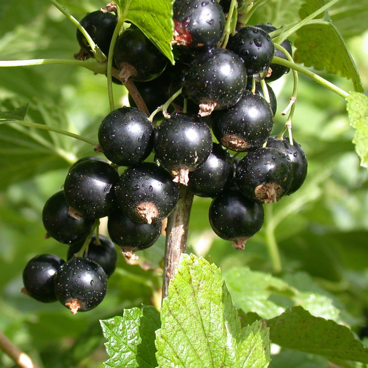 Bio Johannisbeere 'Titania', Halbstamm - Image 2