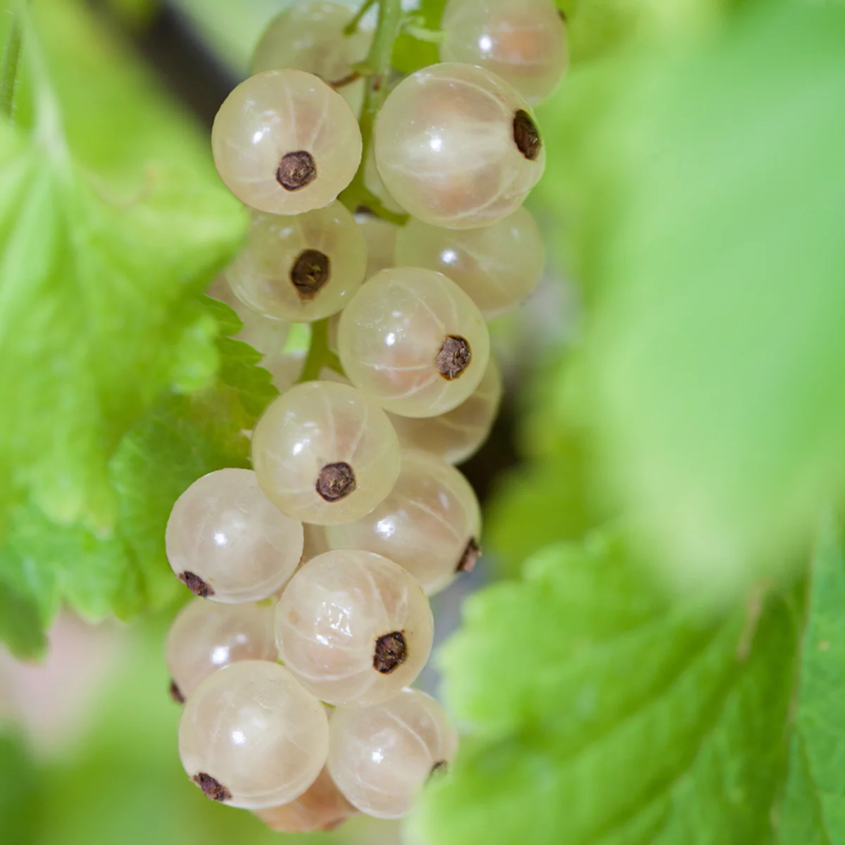 Bio Johannisbeere 'Weiße Versailler', Halbstamm - Image 2