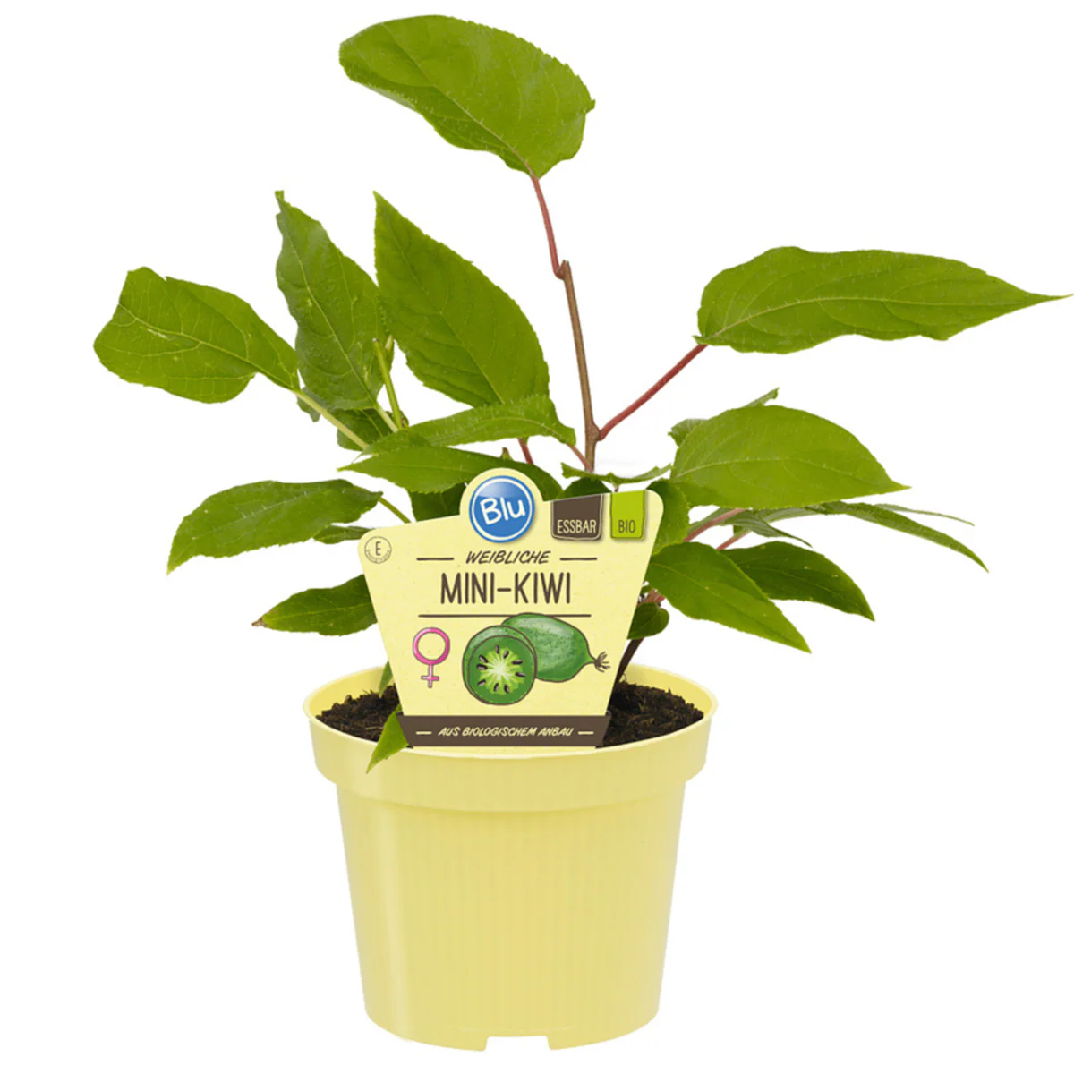 Bio Kiwi-Mini Arguta weibl. - Image 2