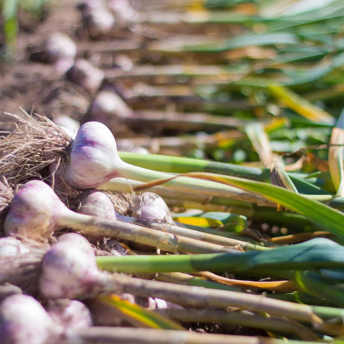 Bio Knoblauch