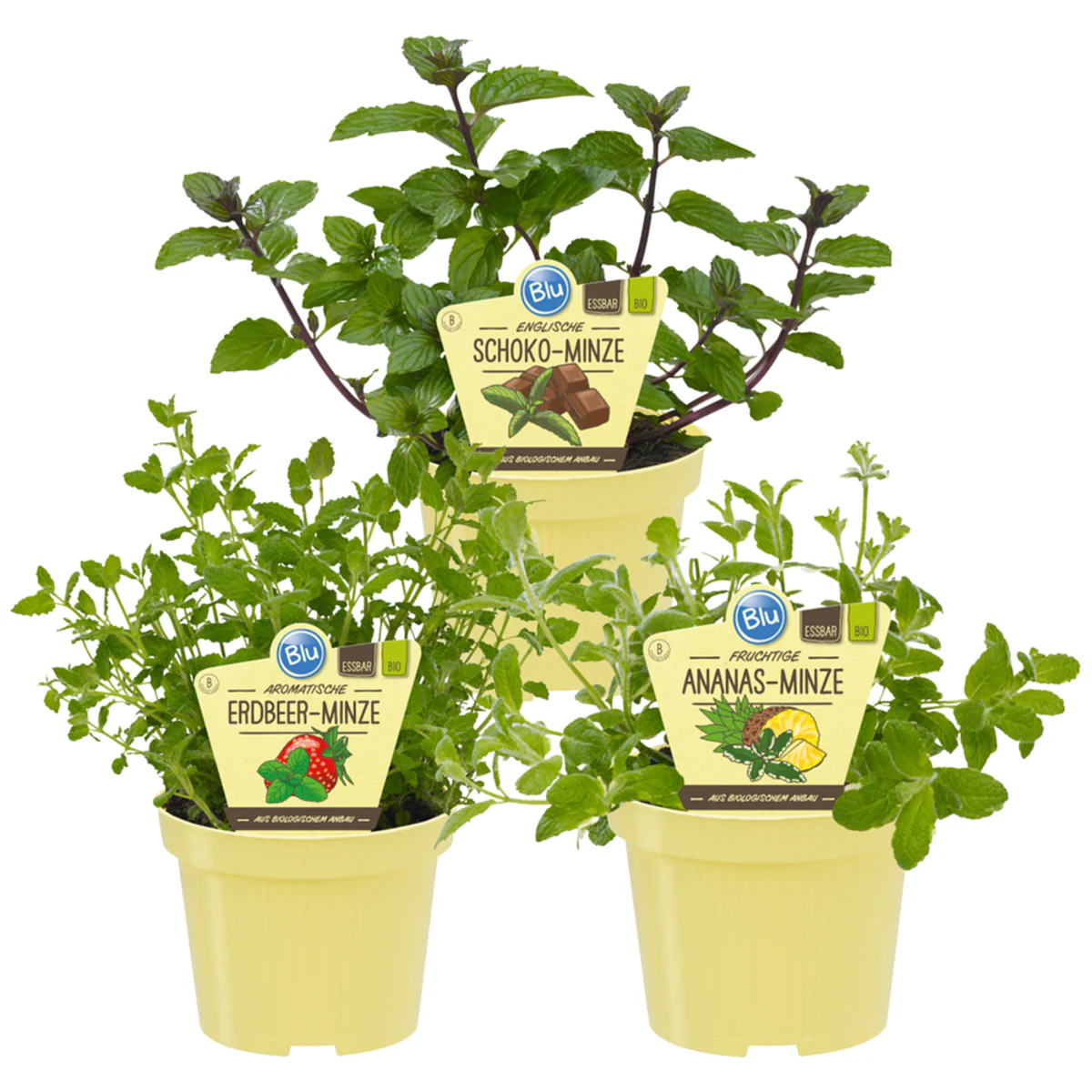 Bio Kräuter-Set "Exotische Minzen" - Image 2