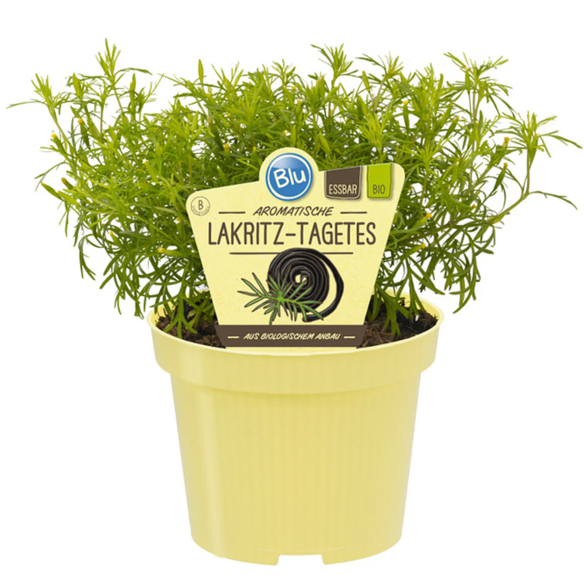 Bio Lakritztagetes - Image 2