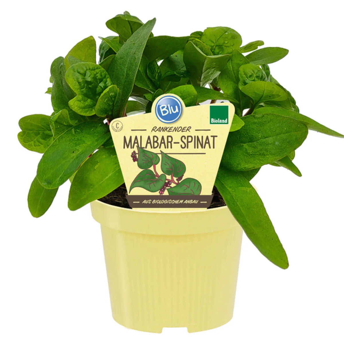 Bio Malabar-Spinat - Image 2