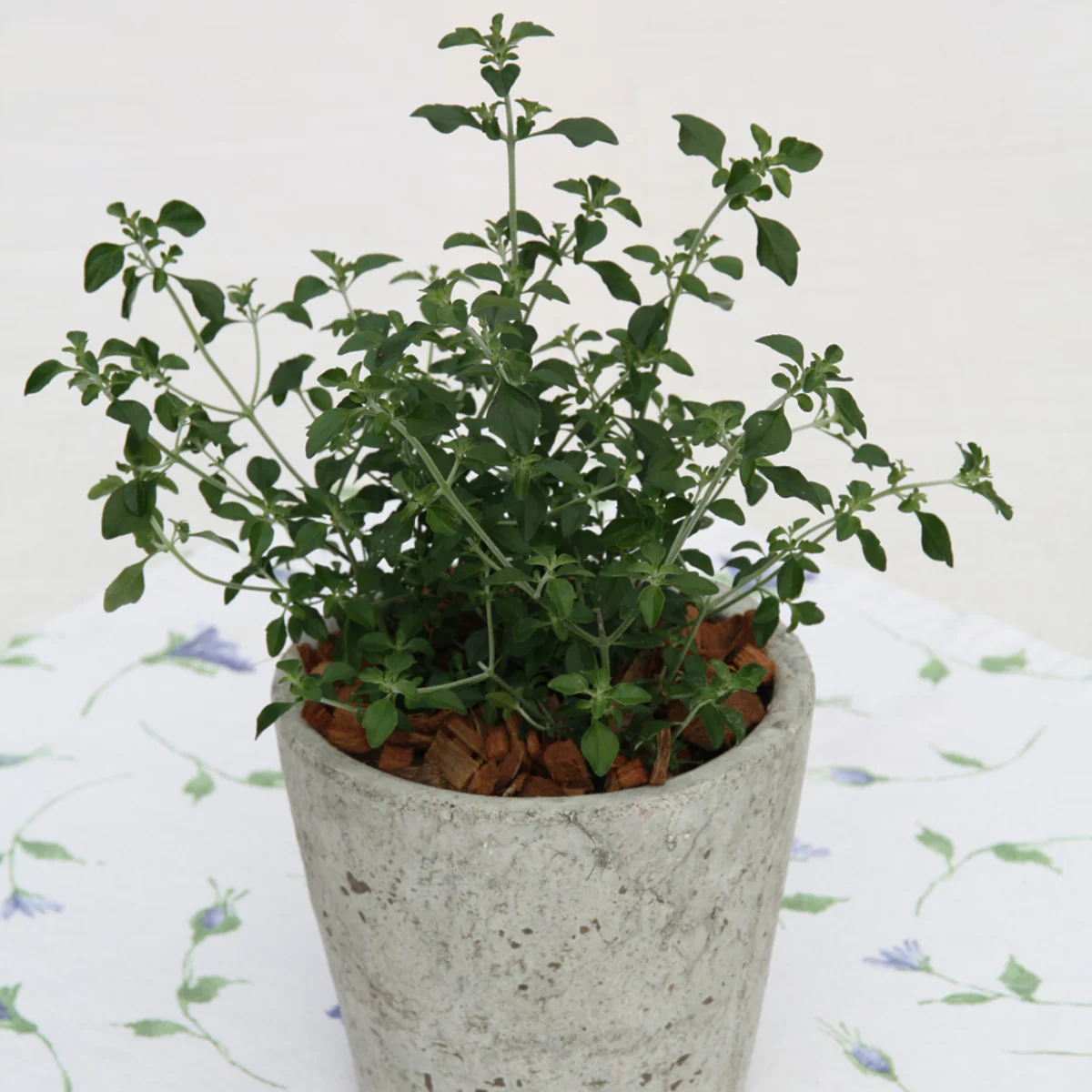 Bio Menthol-Strauch - Image 3