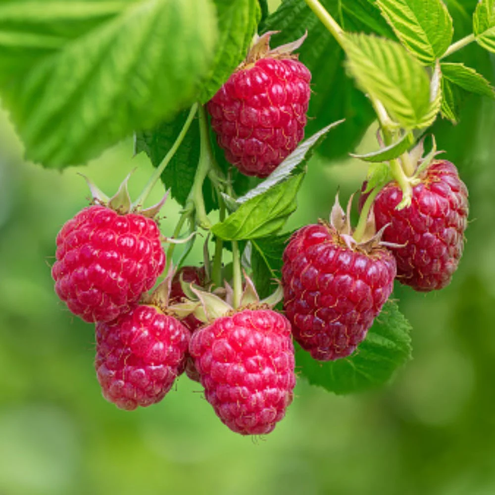 Bio-Obst Himbeere im Set - Image 4