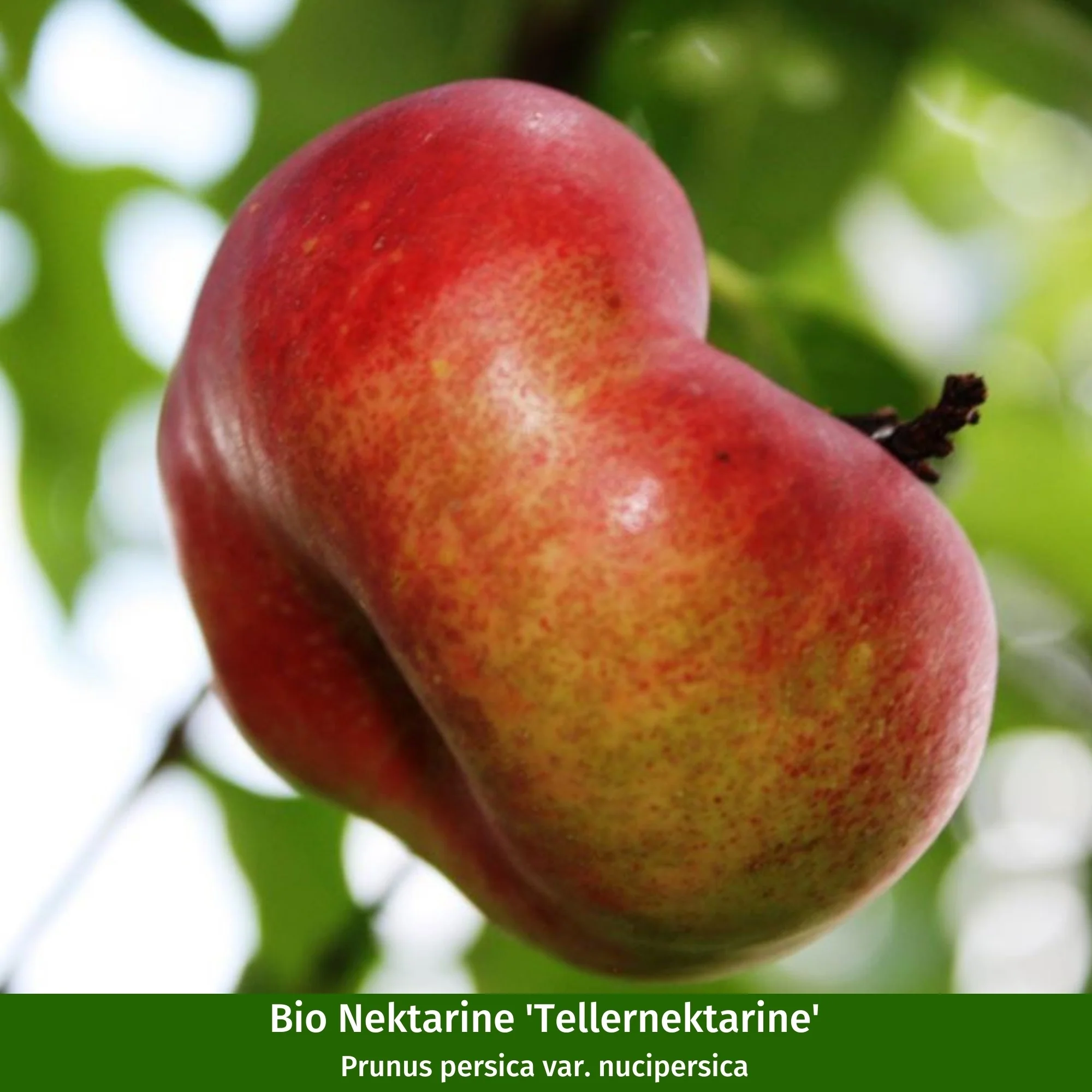 Bio-Obst Nektarine & Pfirsich, 2 Pflanzen - Image 3