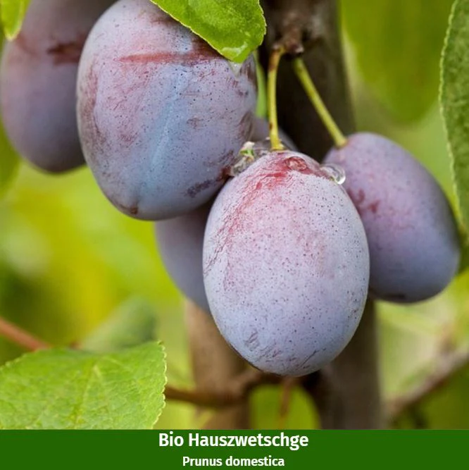 Bio-Obst Zwetschge & Pflaume, 2 Pflanzen - Image 3