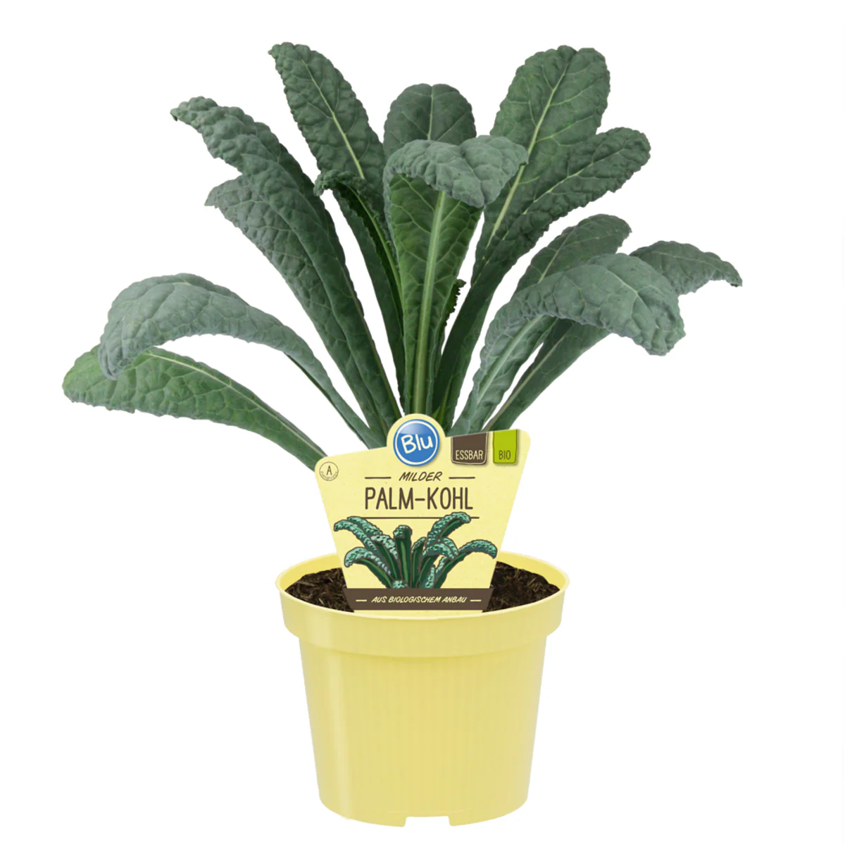 Bio Palmkohl - Image 2