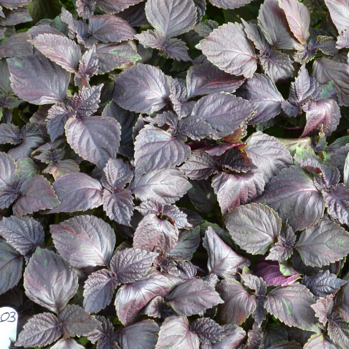 Bio Perilla Shiso