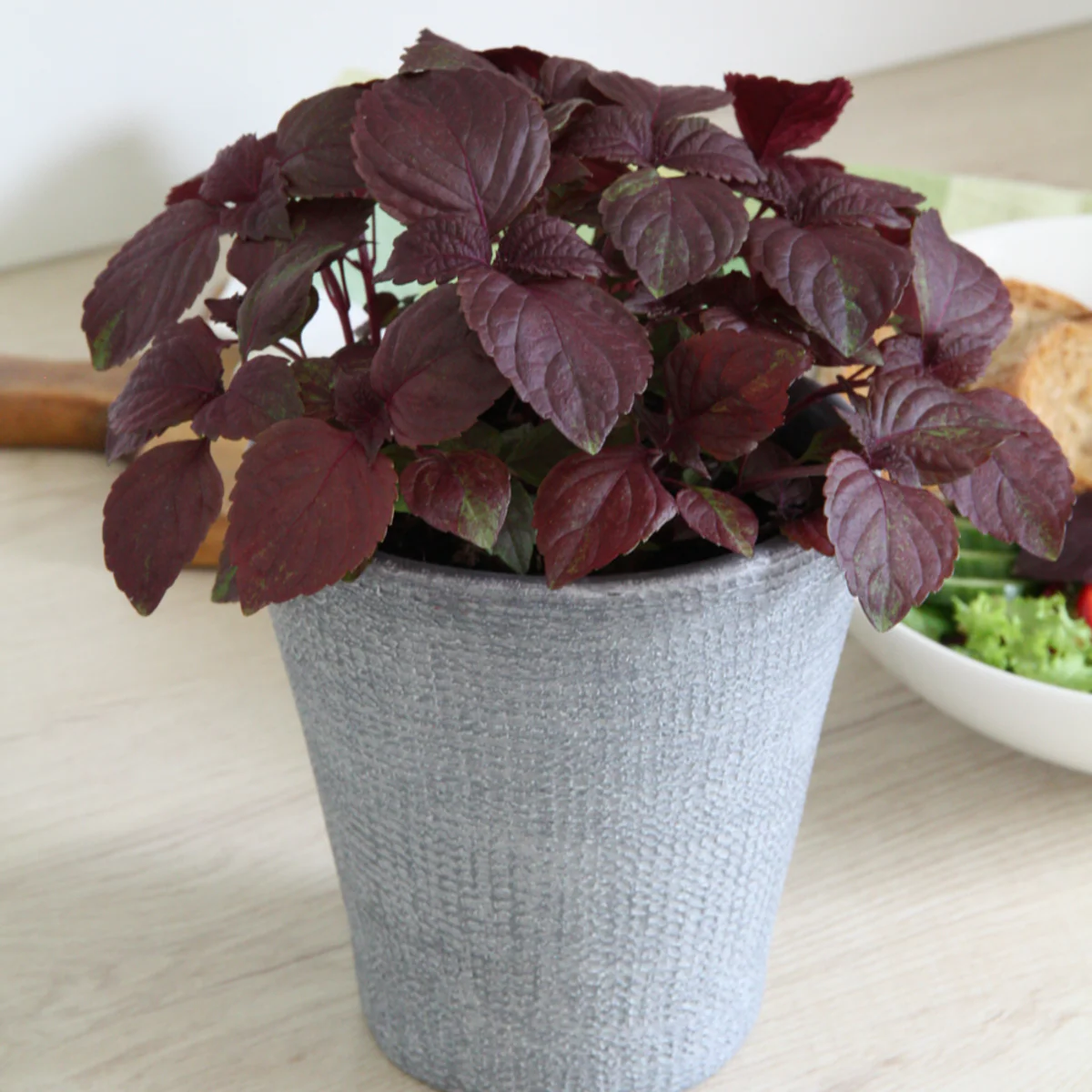 Bio Perilla Shiso - Image 3