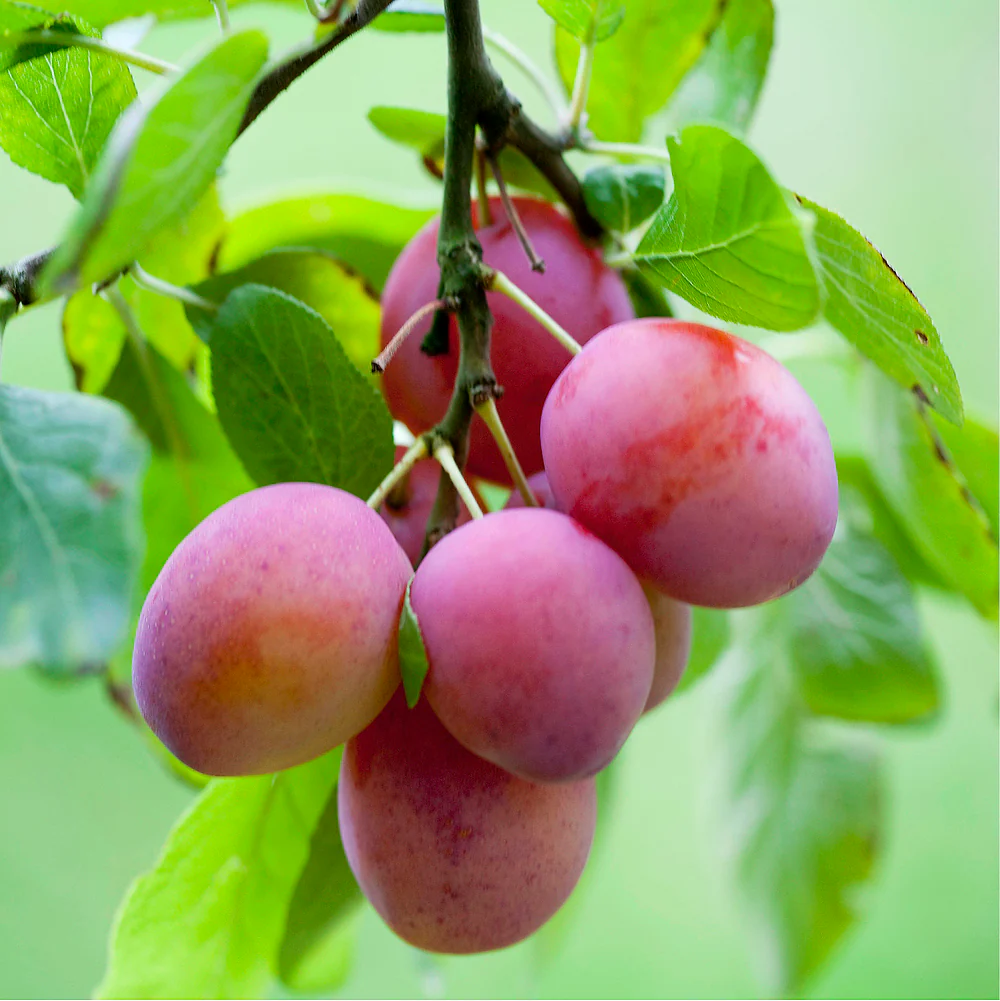 Bio Pflaume 'Königin Victoria'