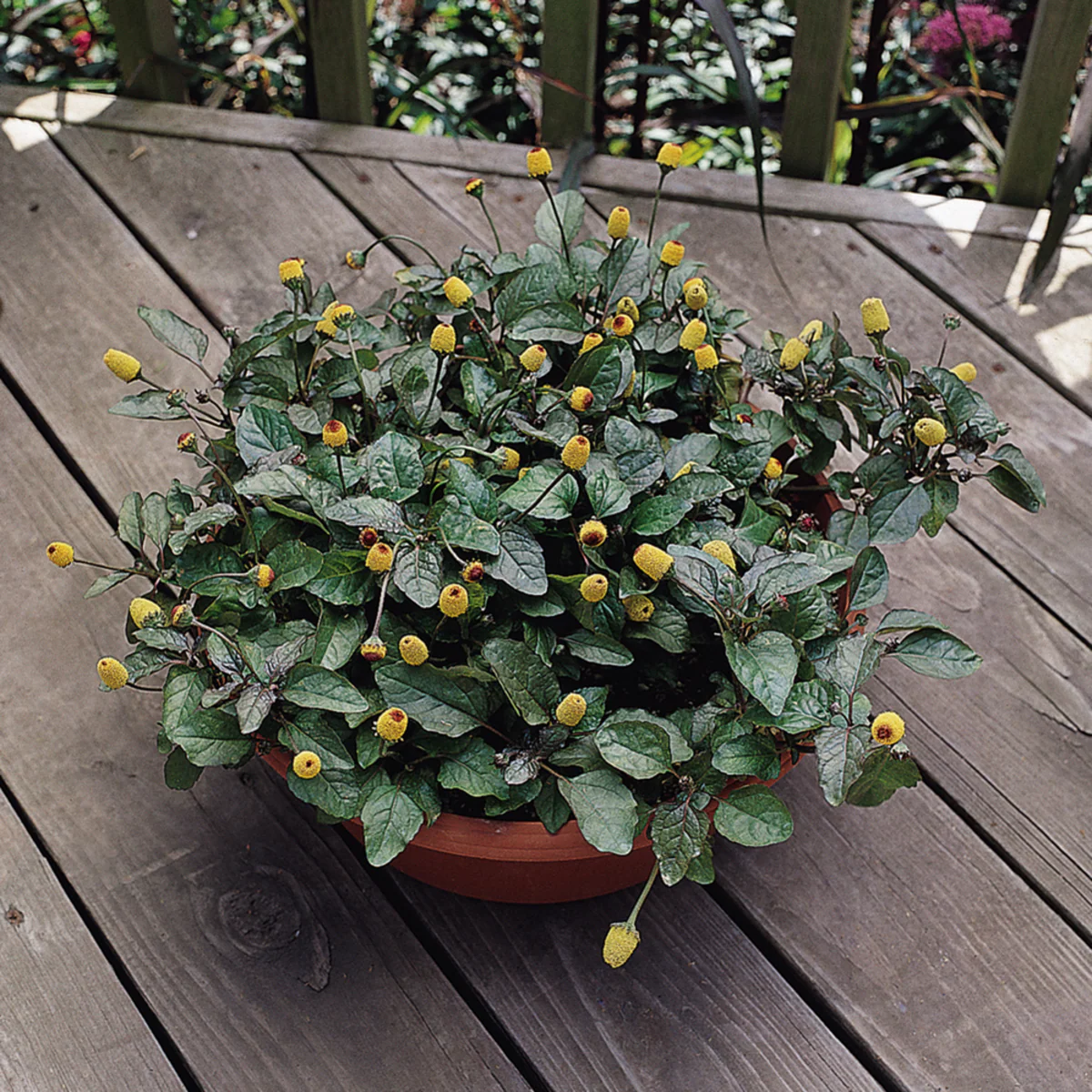 Bio Prickelknöpfe - Image 3