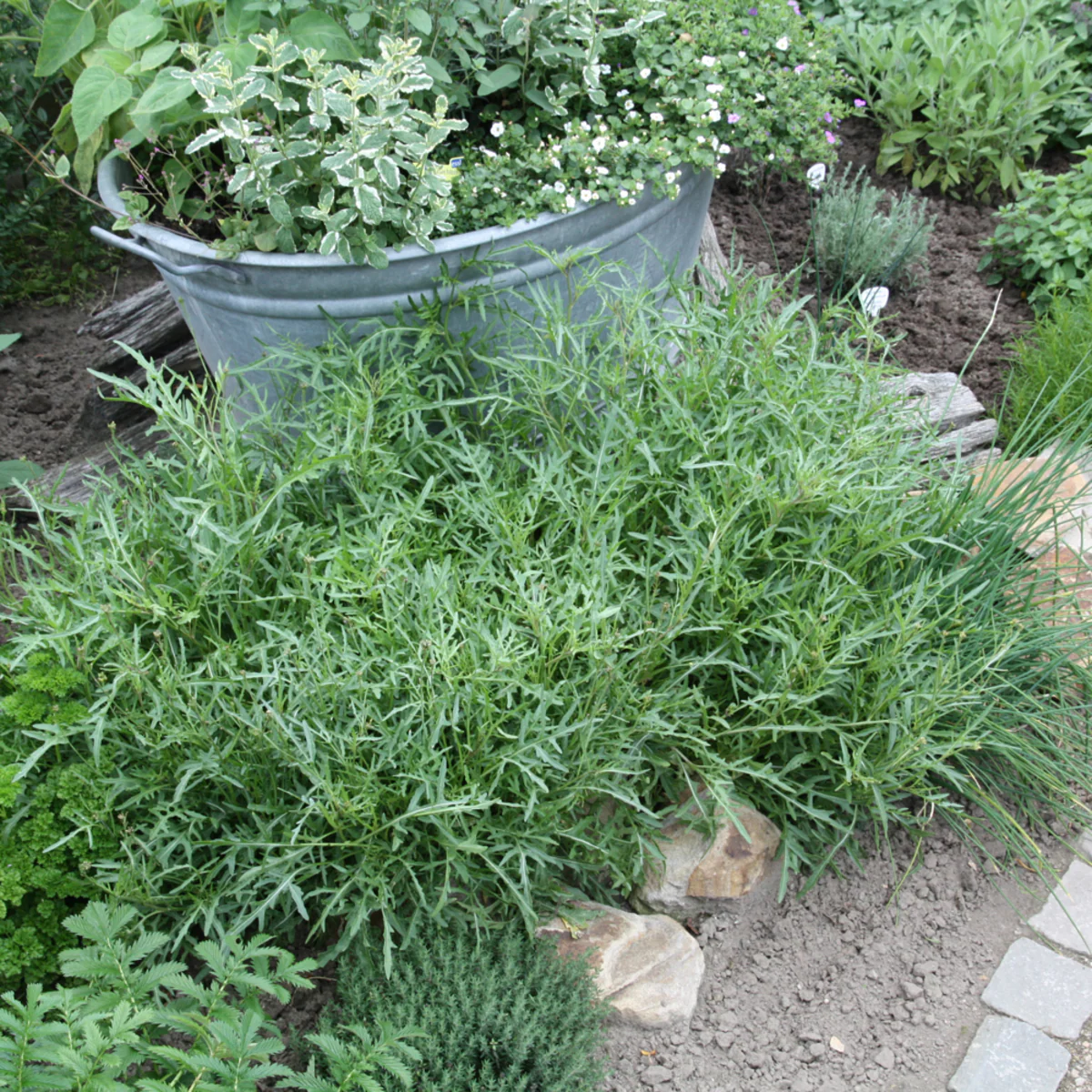 Bio Rucola, winterhart - Image 3