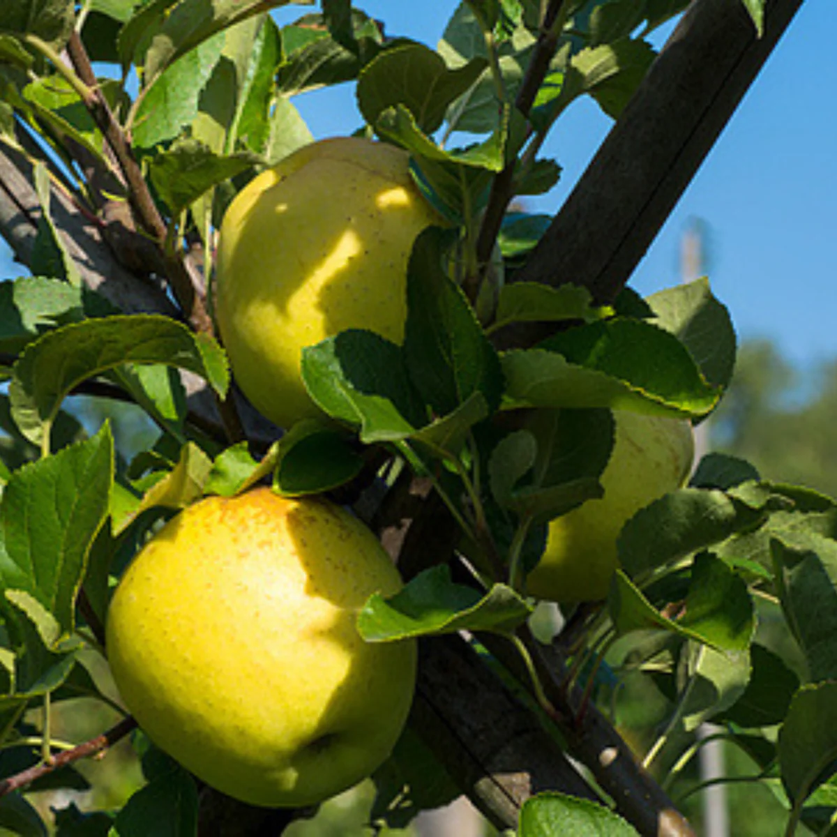 Bio Säulenapfel 'Aromaspur'