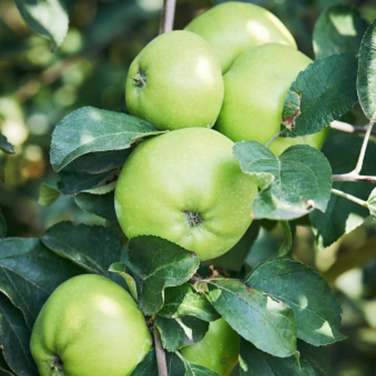 Bio Säulenapfel 'Aromaspur' - Image 2
