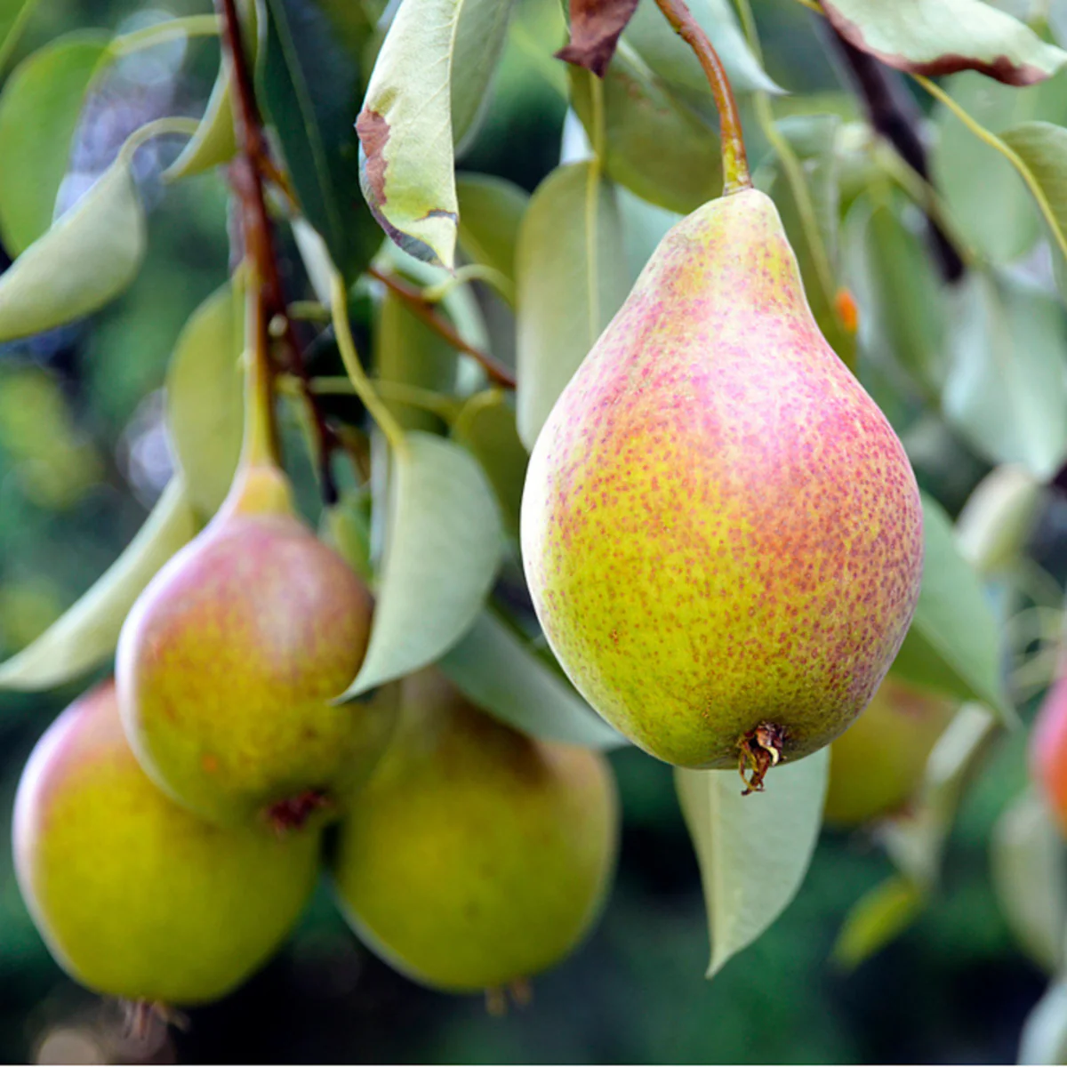 Bio Säulenbirne 'Aromaspur'