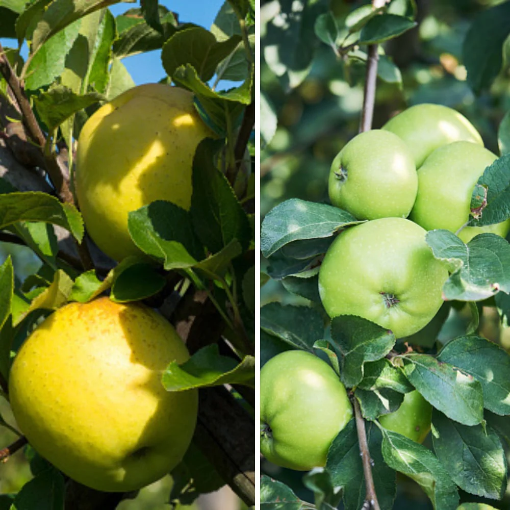Bio-Säulenobst Apfel, 2 Pflanzen