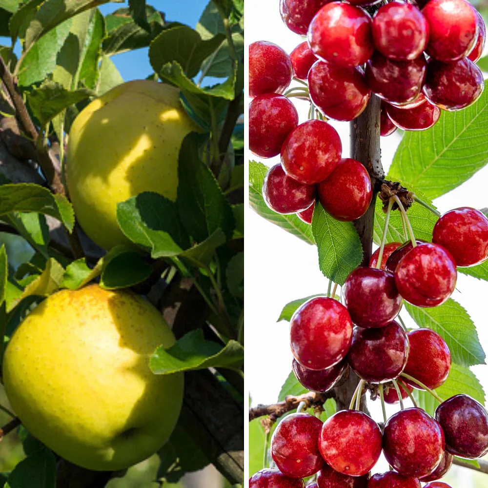 Bio-Säulenobst Apfel & Kirsche, 2 Pflanzen