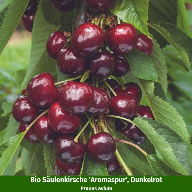 Bio-Säulenobst Apfel & Kirsche, 2 Pflanzen - Image 3