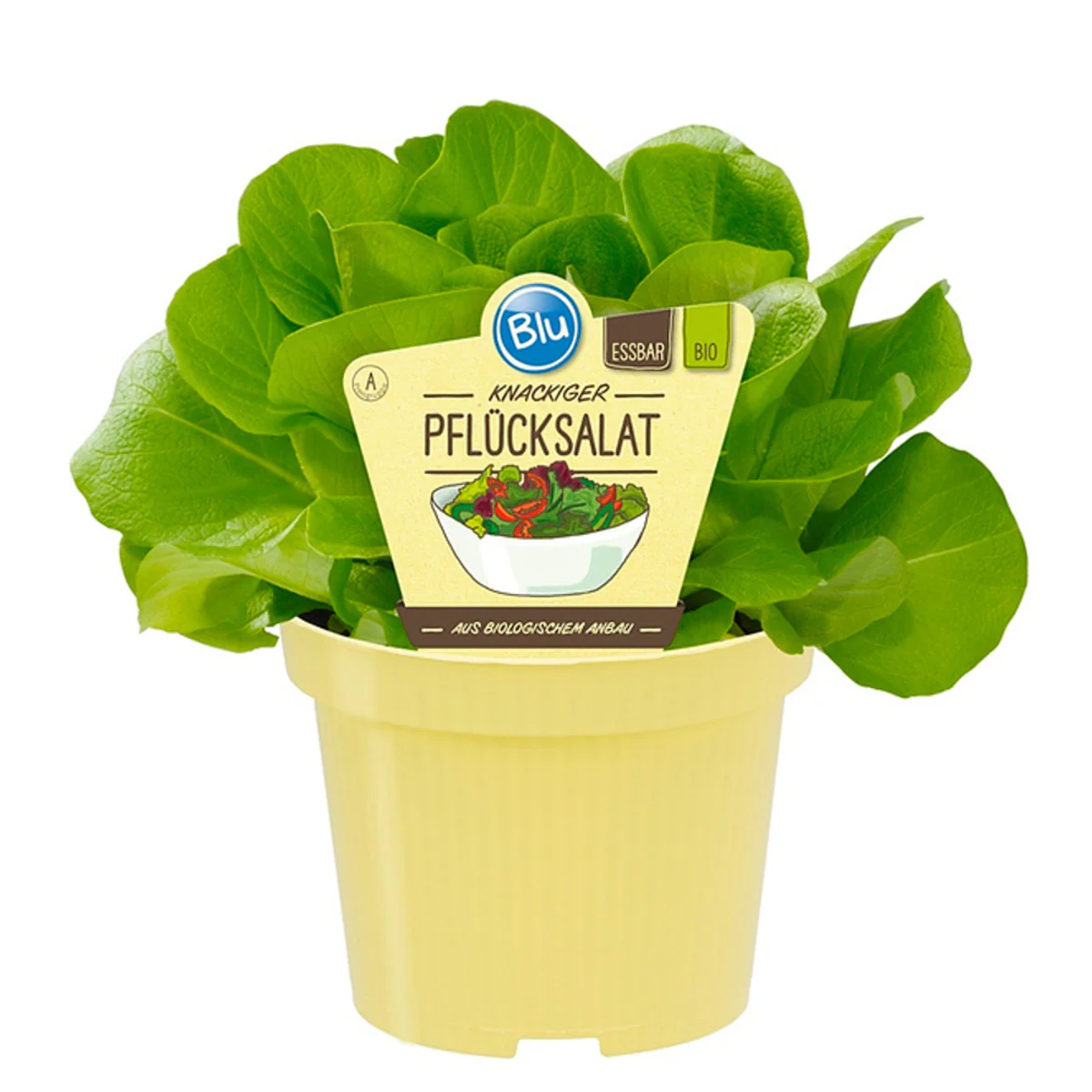 Bio Salat Pflück-Salat - Image 2