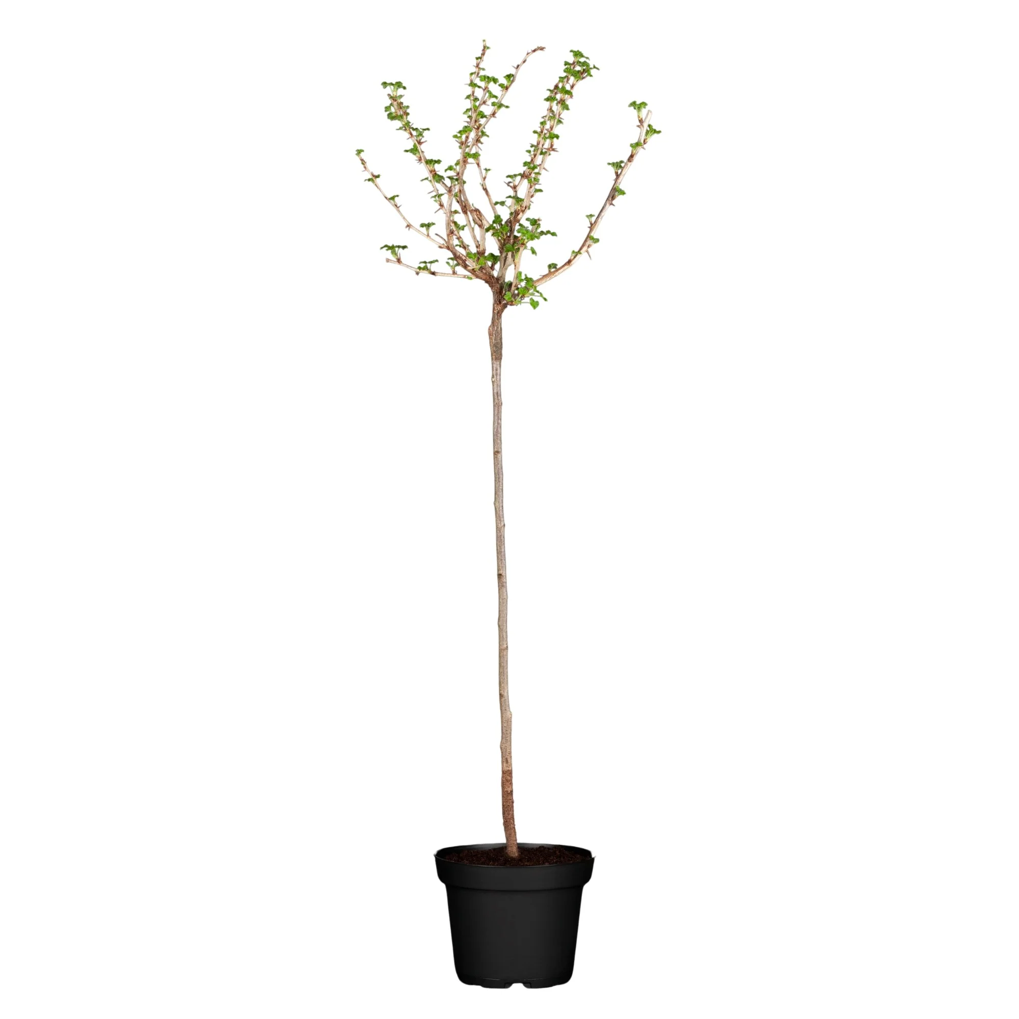 Bio Stachelbeere 'Mucurines' Halbstamm - Image 3