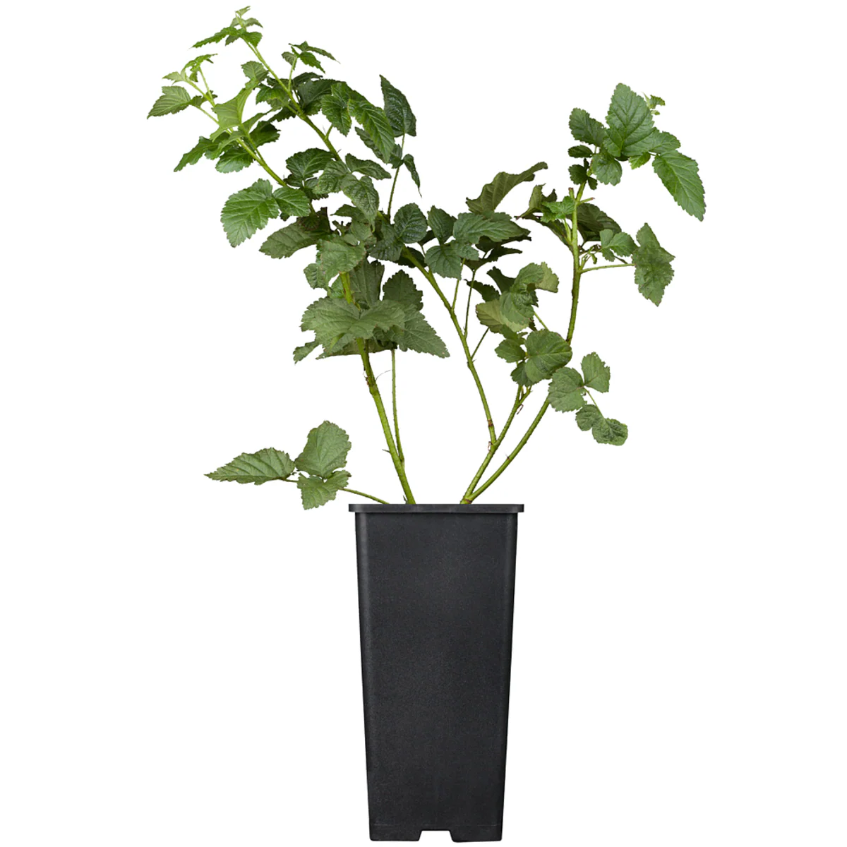 Bio Taybeere 'Tayberry' - Image 2