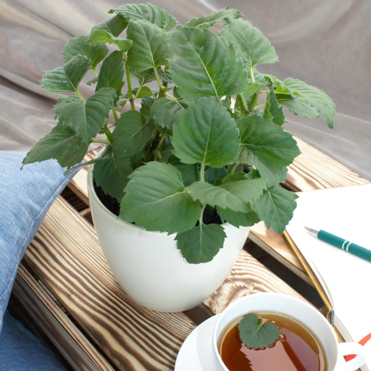 Bio Tee-Monarde