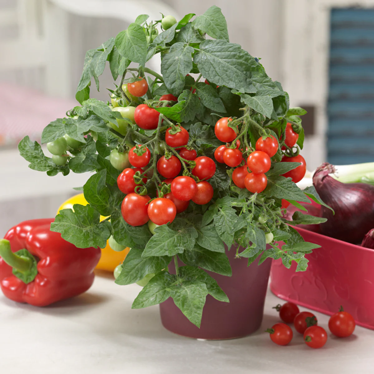 Bio Tomate 'Mini-Tom'