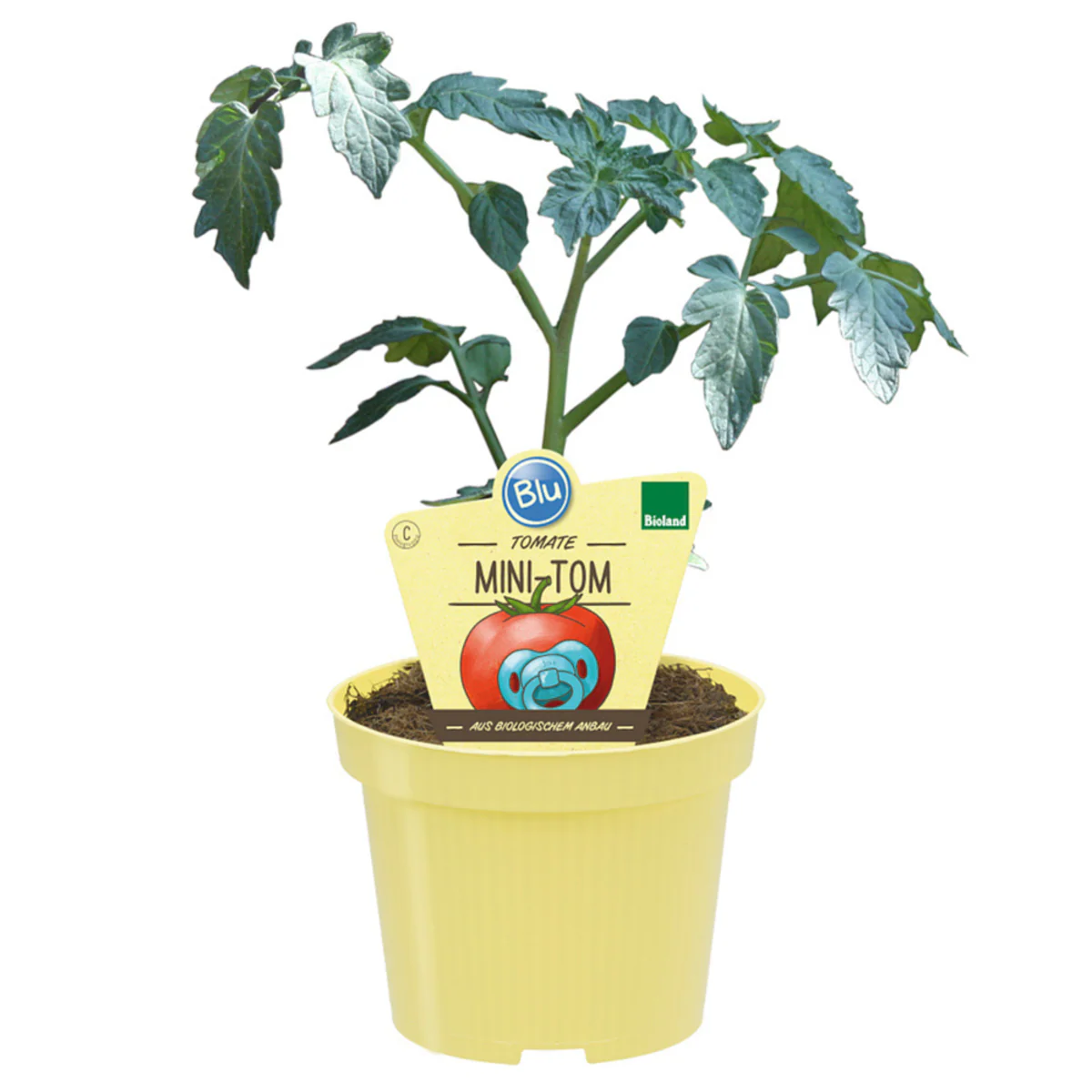 Bio Tomate 'Mini-Tom' - Image 2