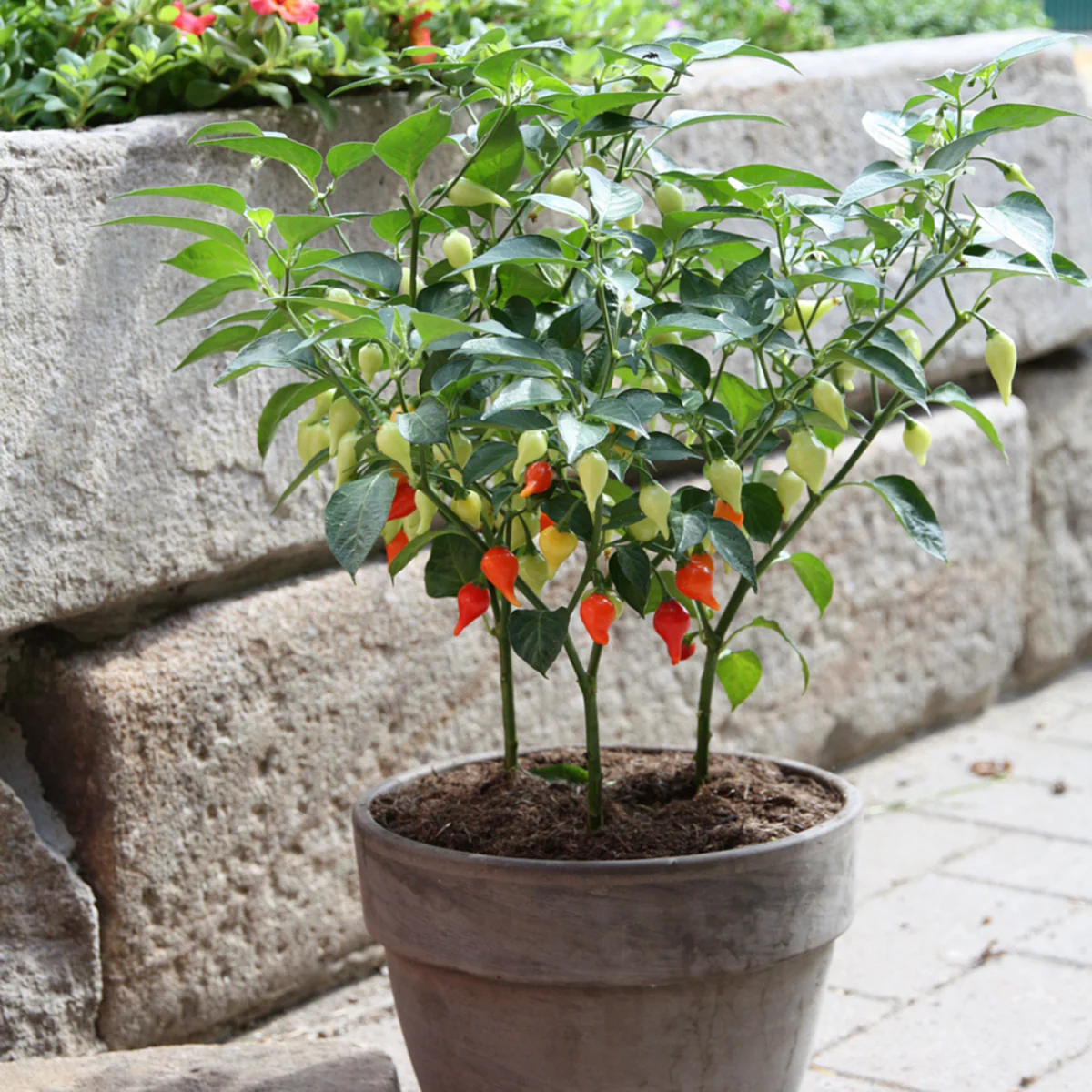 Bio Tropfen-Chili - Image 3