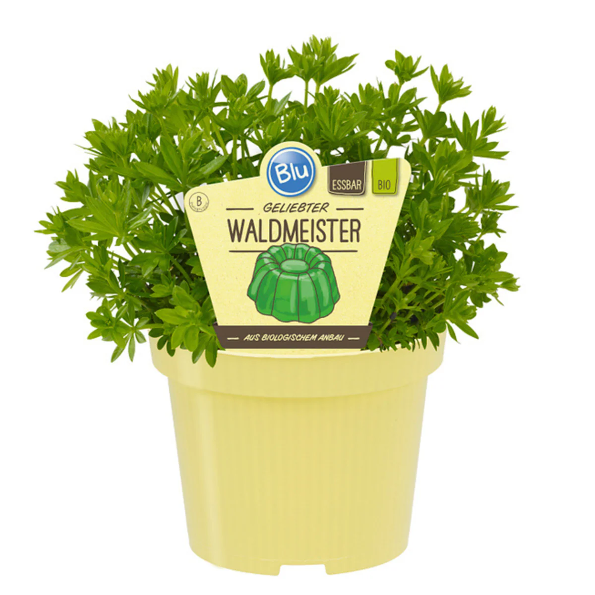 Bio Waldmeister - Image 2