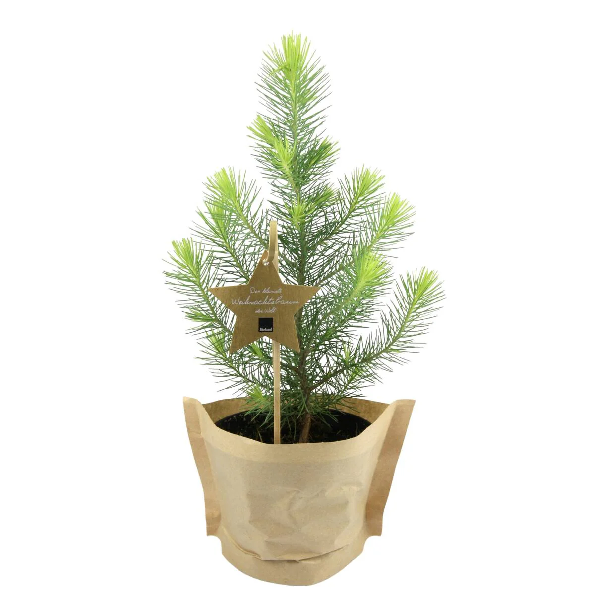 Bio Weihnachts-Pinie