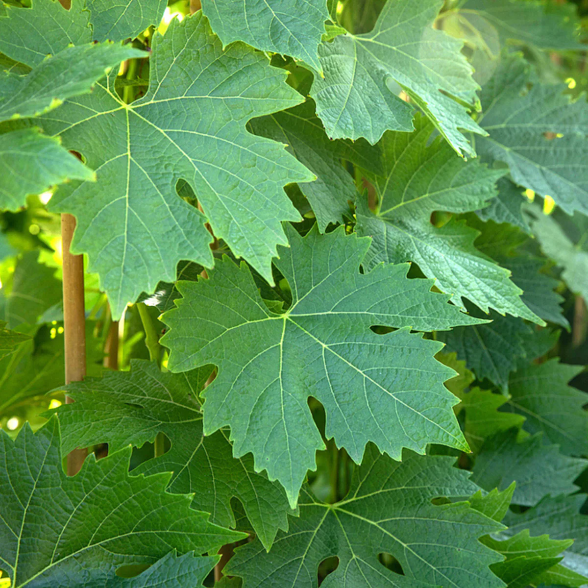 Bio Weinrebe 'Phönix®'