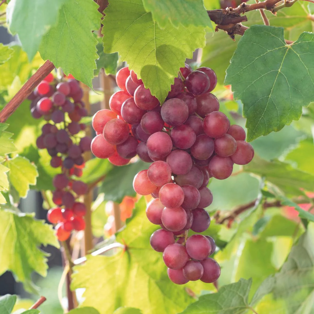 Bio Weinrebe 'Vanessa'