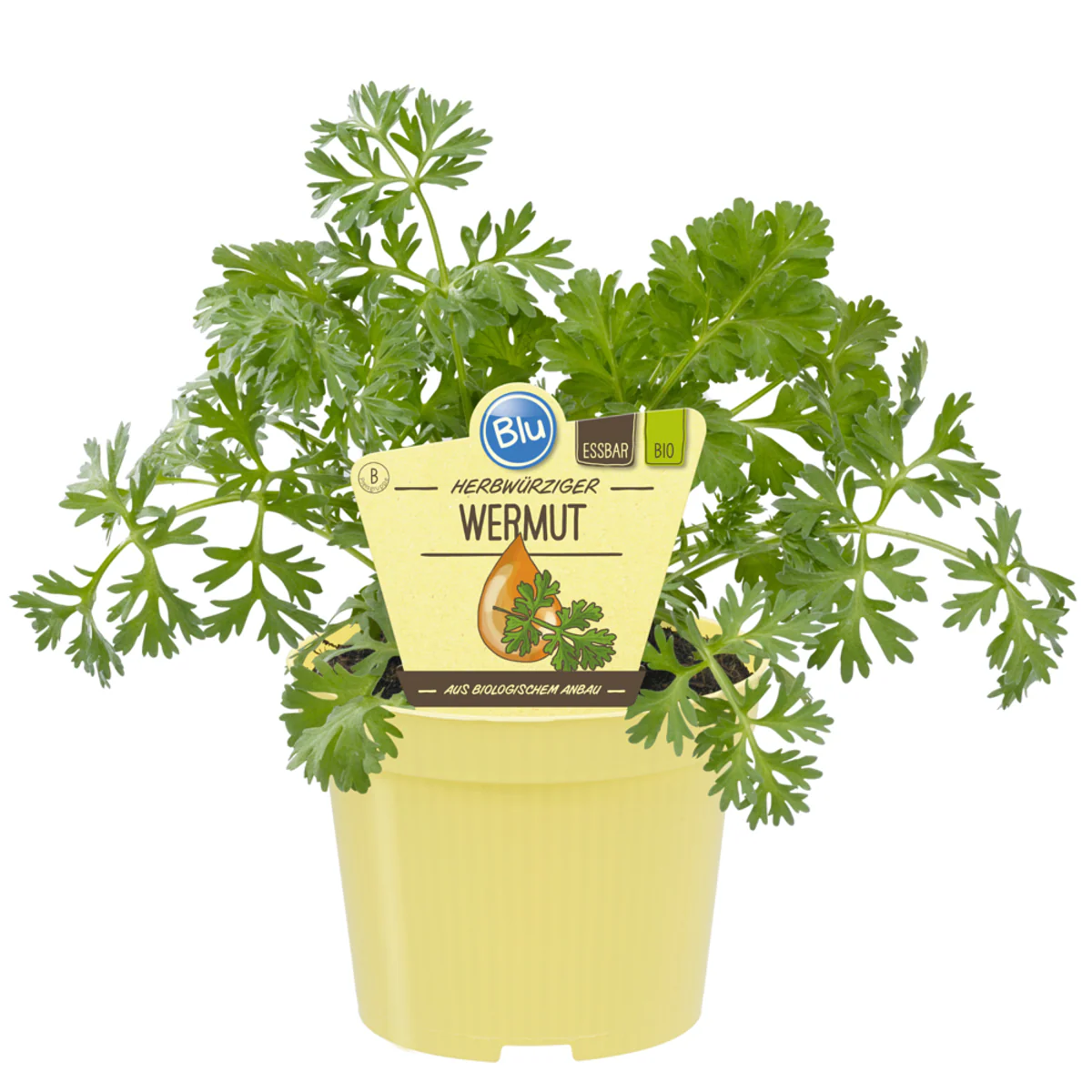 Bio Wermut - Image 2