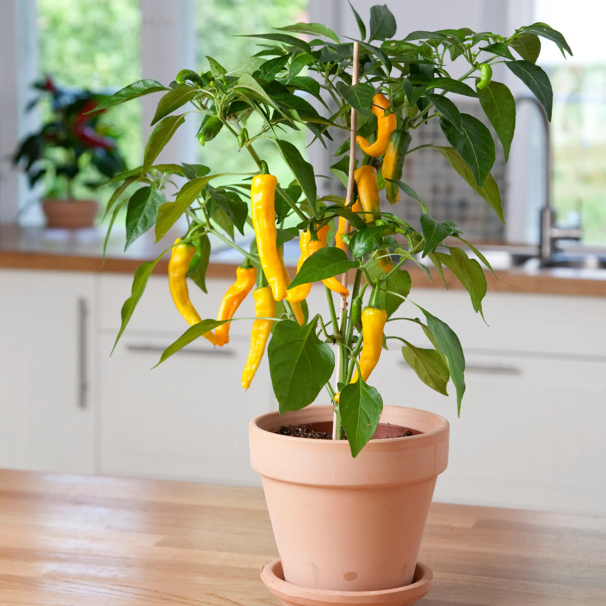 Bio Zitronen-Chili - Image 3