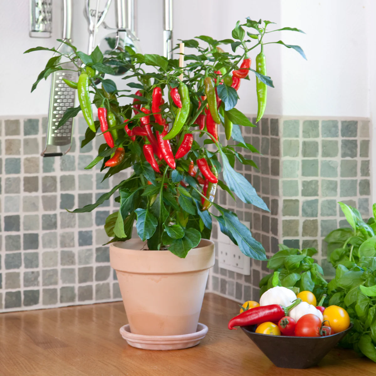 Bio Zwerg-Chili - Image 3