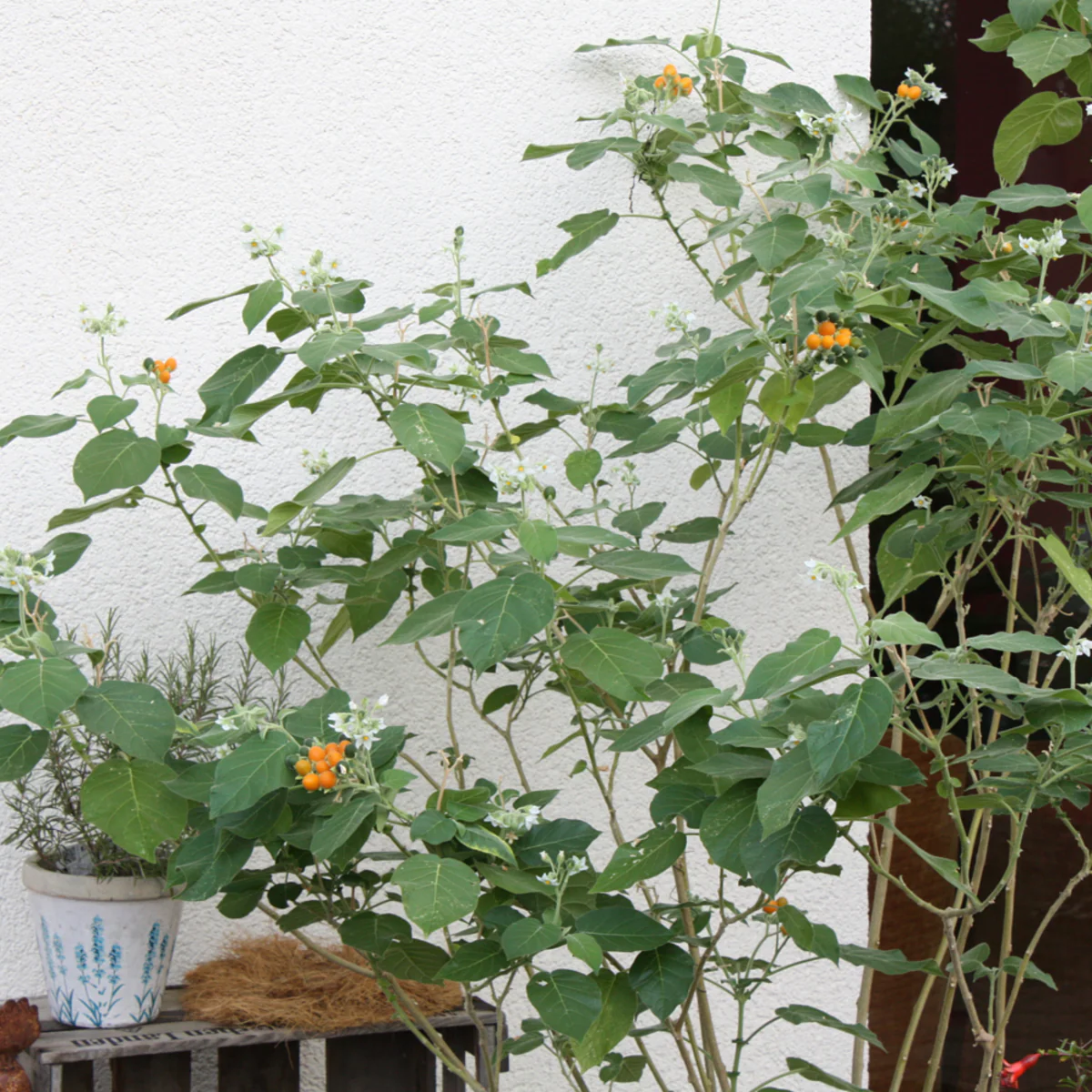 Bio Zwerg-Tamarillo - Image 4