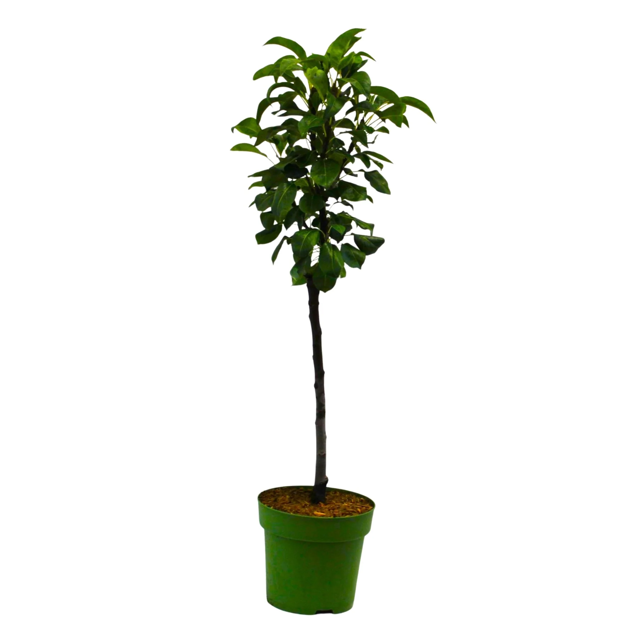 Bio Zwergbirne Zwergenstar® 'Delsanne' - Image 2