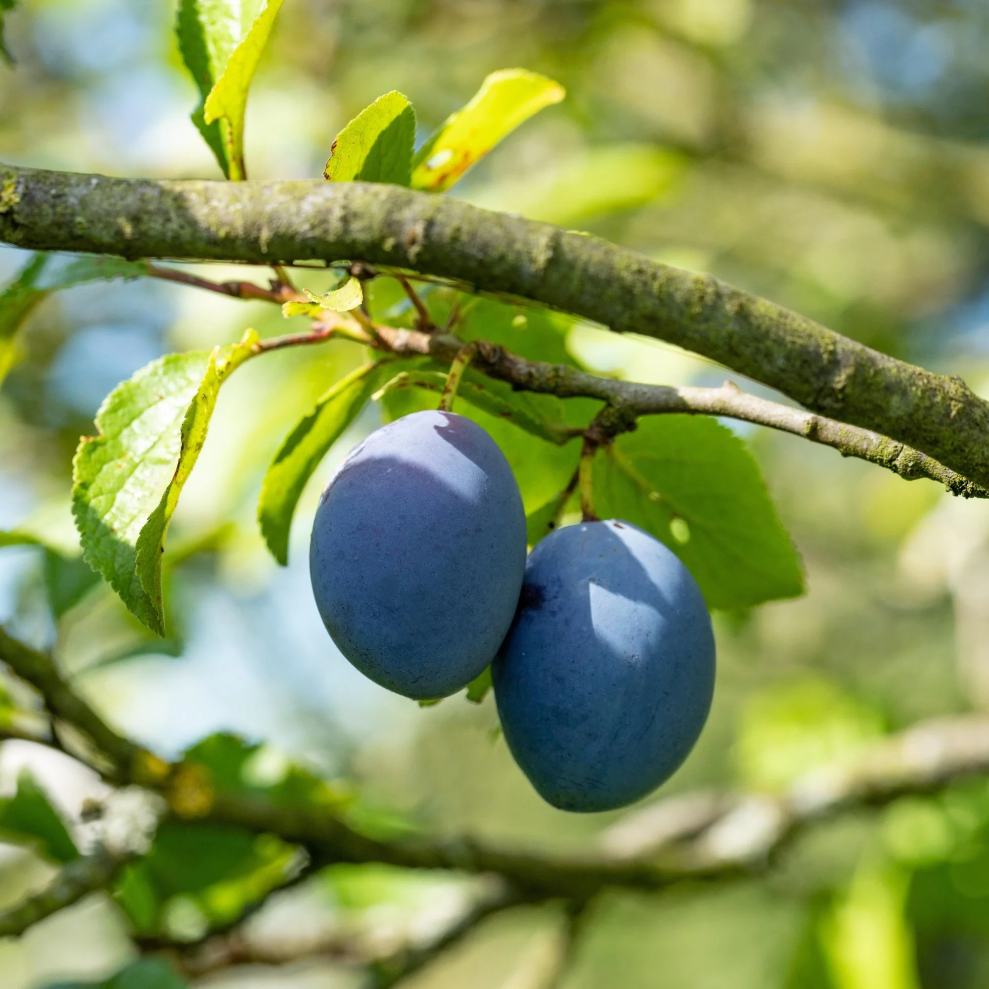 Bio Zwergpflaume Zwergenstar®