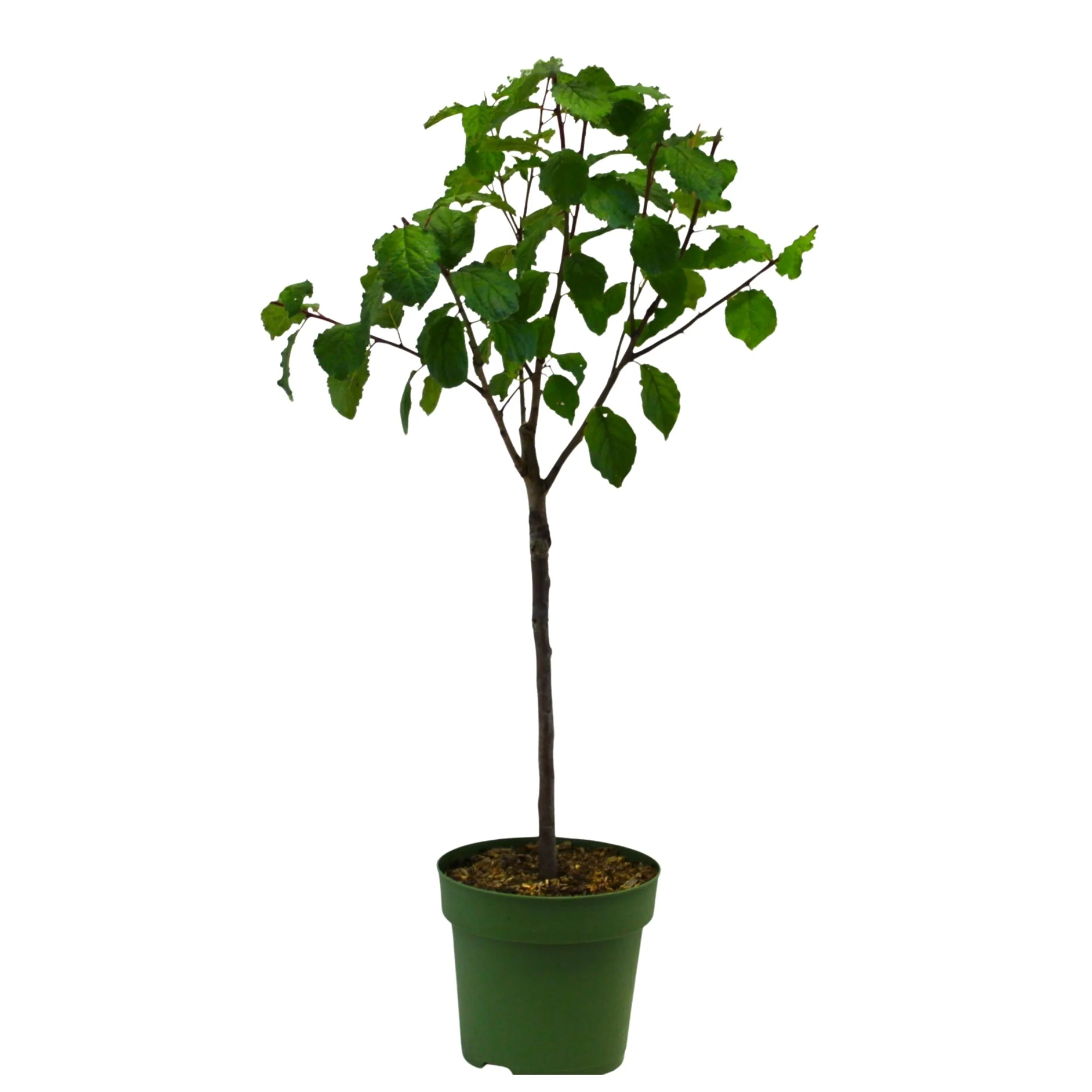 Bio Zwergpflaume Zwergenstar® - Image 3