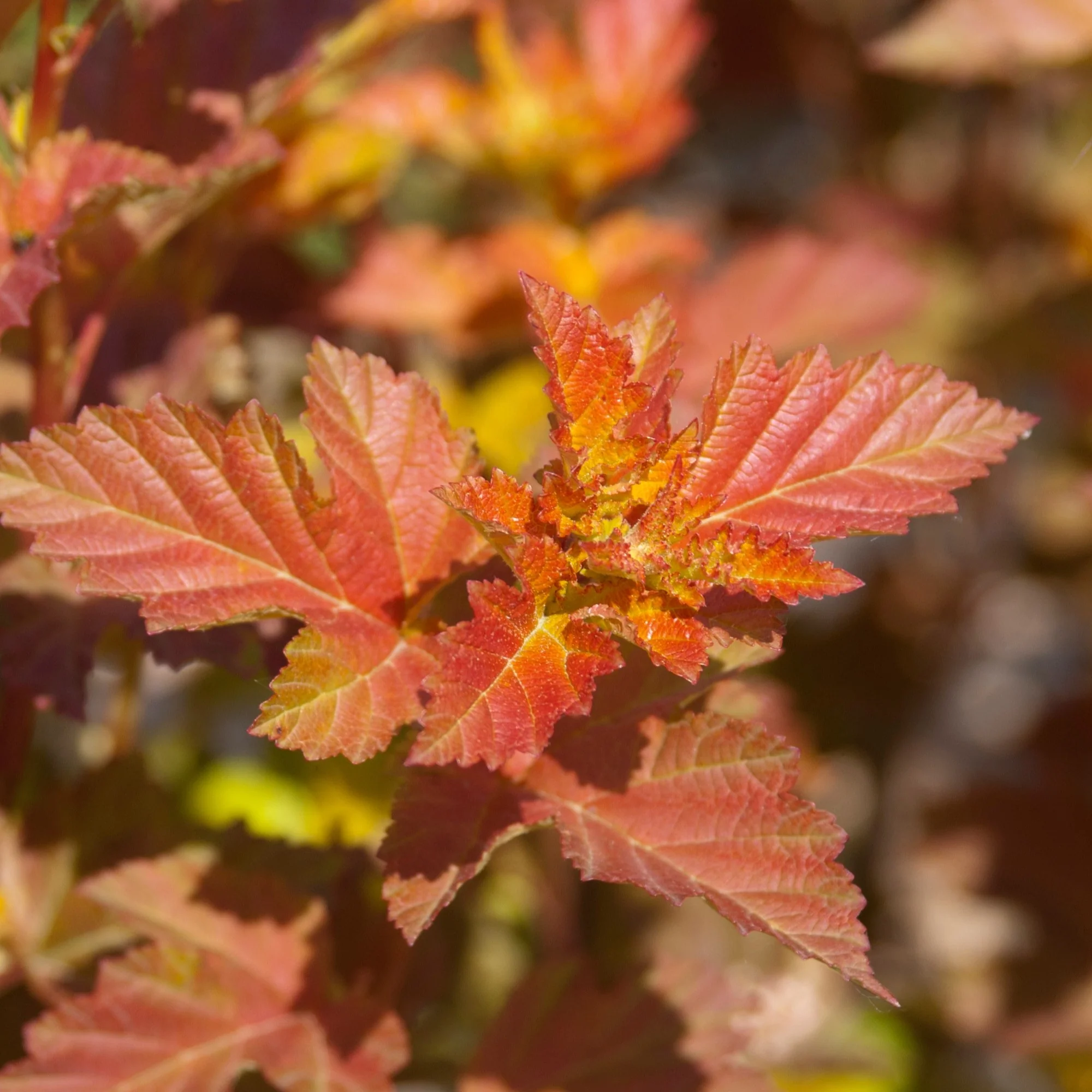 Blasenspiere 'Amber Jubilee®' - Image 7